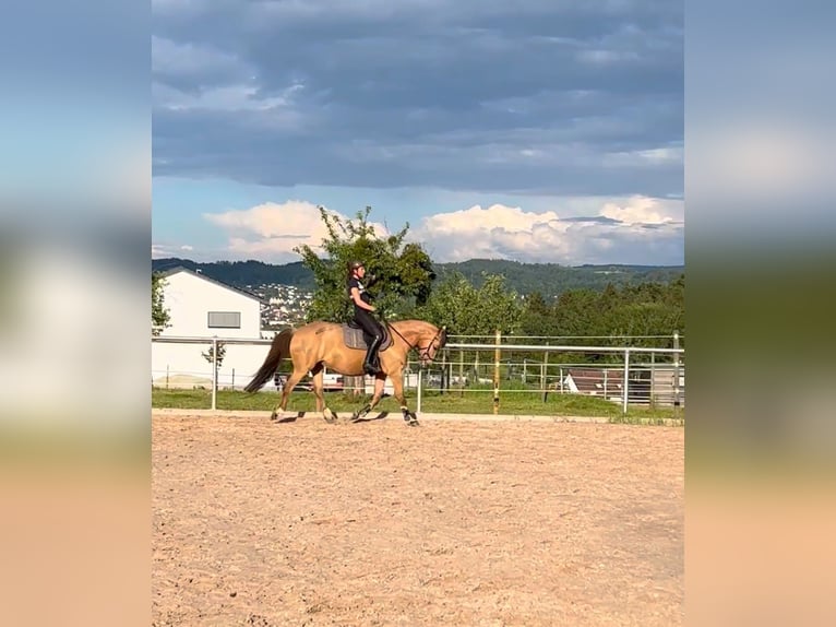 Koń ukraiński Klacz 10 lat 148 cm Bułana in Berg