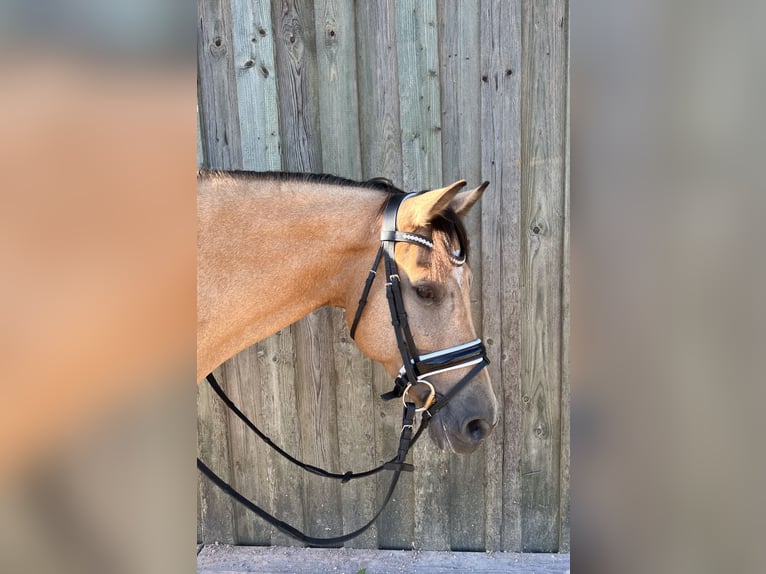 Koń ukraiński Klacz 10 lat 148 cm Bułana in Berg