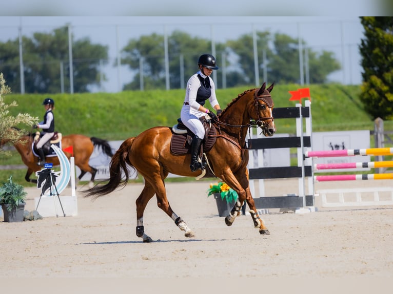 Koń ukraiński Klacz 10 lat 165 cm Kasztanowata in Kronenberg