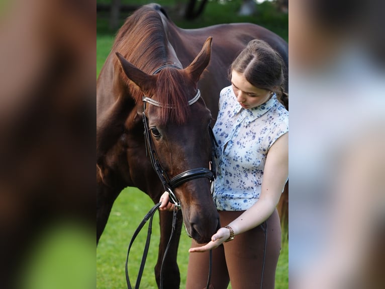 Koń ukraiński Klacz 12 lat 173 cm Bułana in Lastrup