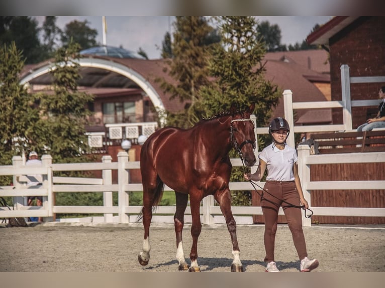 Koń ukraiński Klacz 13 lat 173 cm Bułana in Lastrup