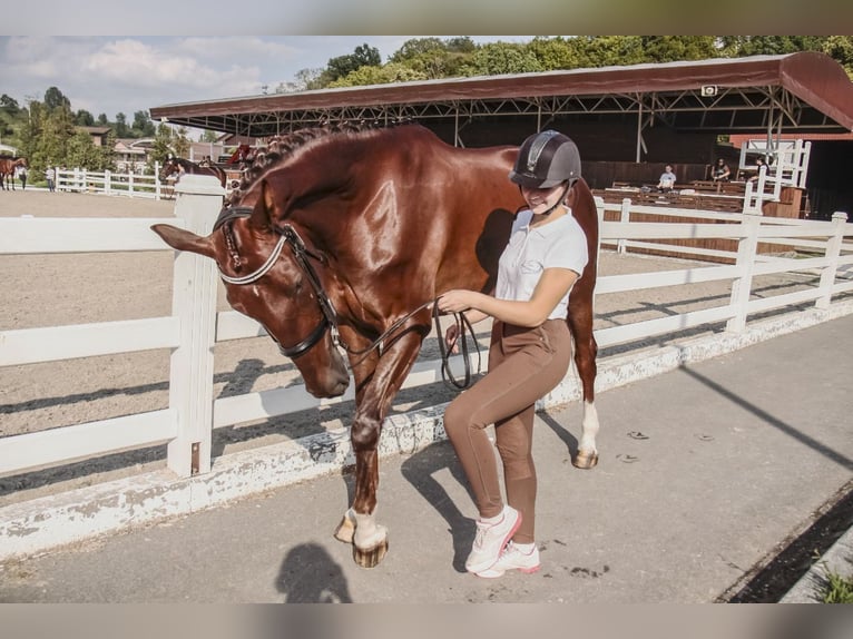 Koń ukraiński Klacz 13 lat 173 cm Bułana in Lastrup