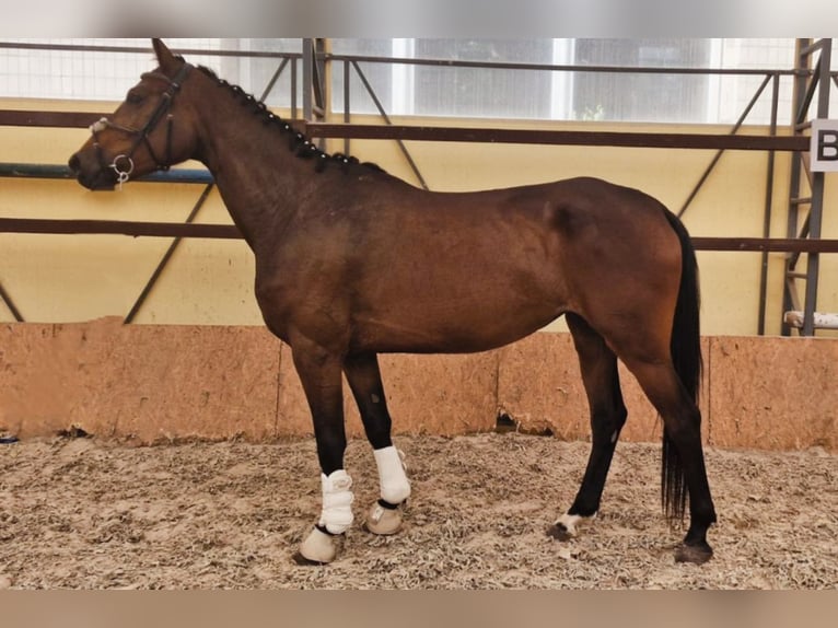 Koń ukraiński Mix Klacz 4 lat 165 cm Ciemnogniada in Kiev