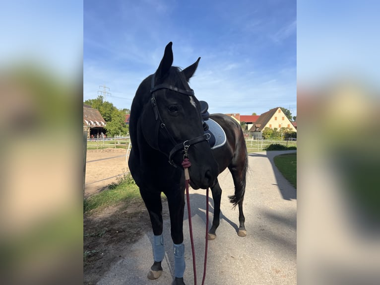 Koń ukraiński Mix Klacz 5 lat 161 cm Kara in Schwabach