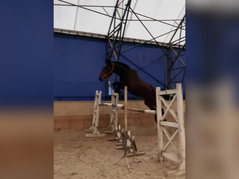 Koń ukraiński Klacz 5 lat 167 cm Gniada in Vinnitsa