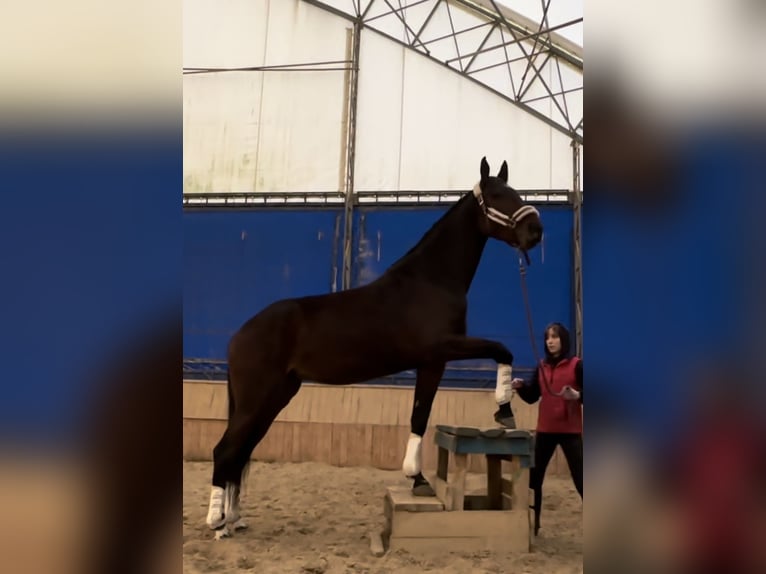 Koń ukraiński Klacz 5 lat 167 cm Gniada in Vinnitsa