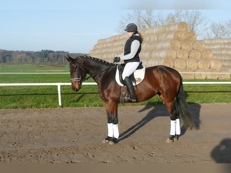 Koń ukraiński Klacz 5 lat 167 cm Gniada in Ganschow