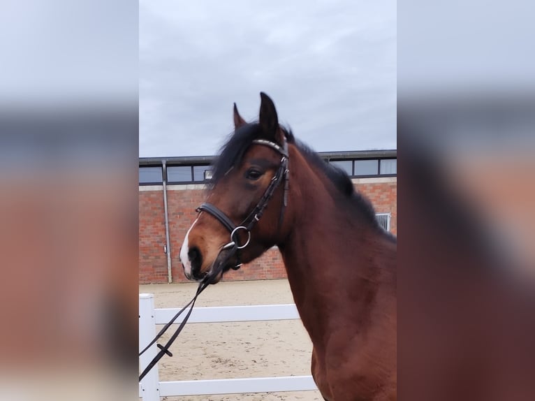 Koń ukraiński Klacz 6 lat 150 cm Gniada in Bad Laer