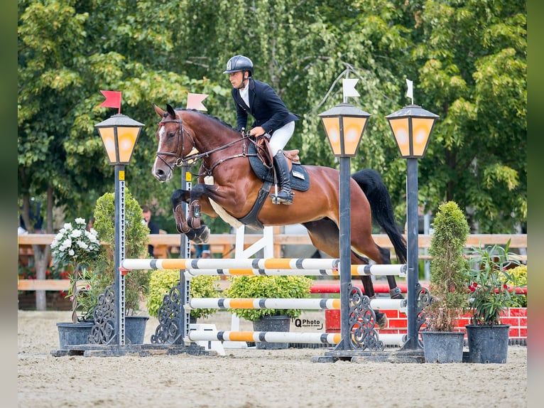 Koń ukraiński Klacz 6 lat 163 cm Ciemnogniada in Kronenberg