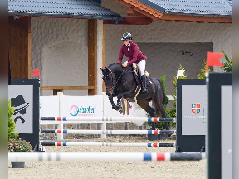 Koń ukraiński Klacz 6 lat 164 cm Ciemnogniada in Kronenberg
