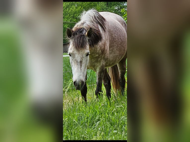 Koń ukraiński Mix Klacz 7 lat 147 cm Siwa jabłkowita in Neustadt am Rübenberge