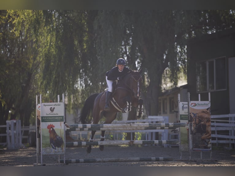 Koń ukraiński Klacz 7 lat 163 cm Ciemnogniada in Arezzo