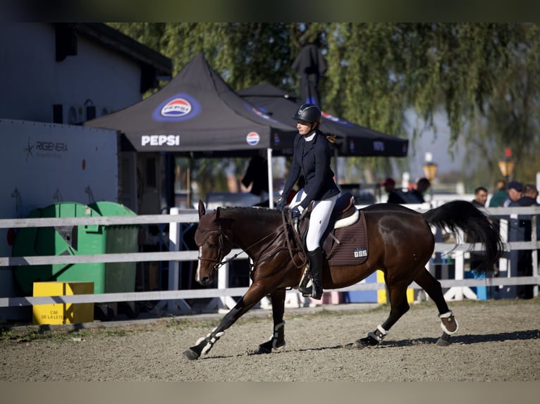 Koń ukraiński Klacz 7 lat 163 cm Ciemnogniada in Arezzo