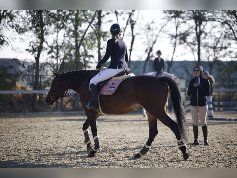 Koń ukraiński Klacz 7 lat 163 cm Ciemnogniada in Arezzo