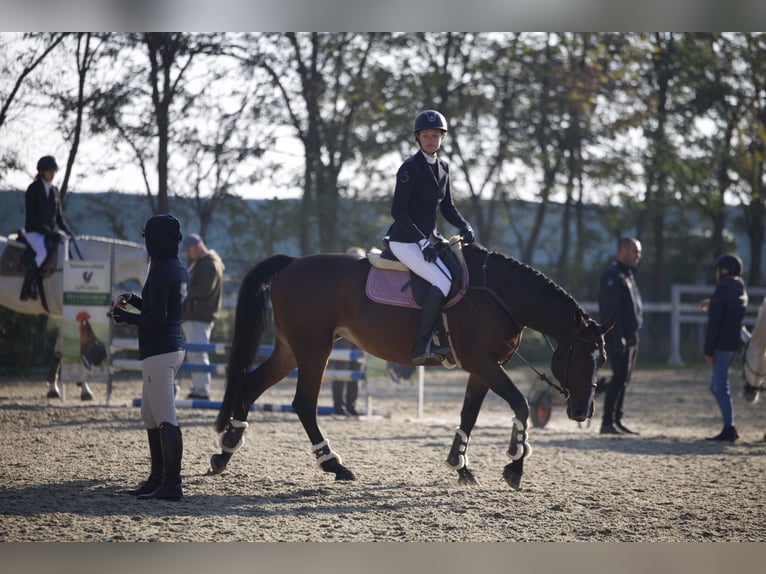 Koń ukraiński Klacz 7 lat 163 cm Ciemnogniada in Arezzo