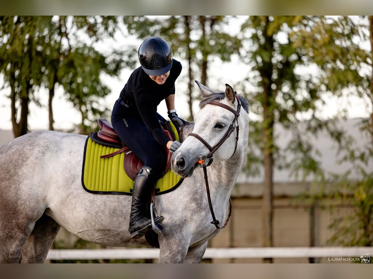 Koń ukraiński Klacz 7 lat 164 cm Siwa in Bucharest