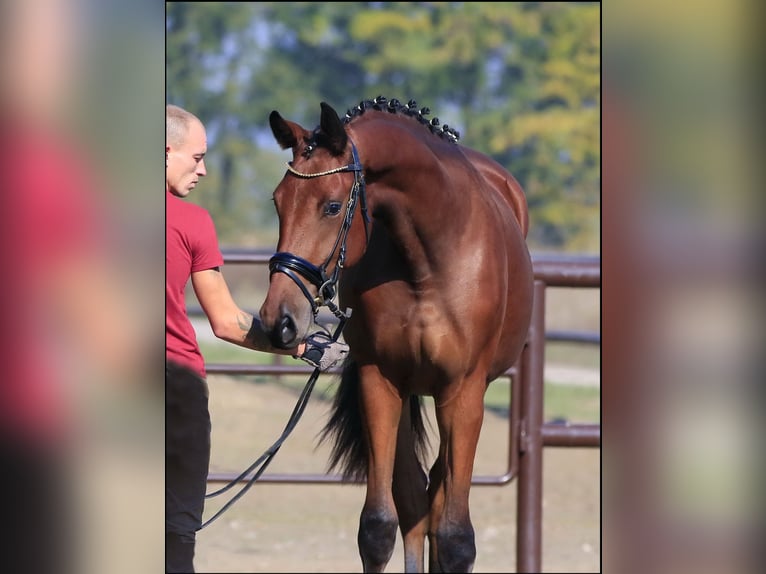 Koń ukraiński Mix Klacz 7 lat 175 cm Jasnogniada in Britovka