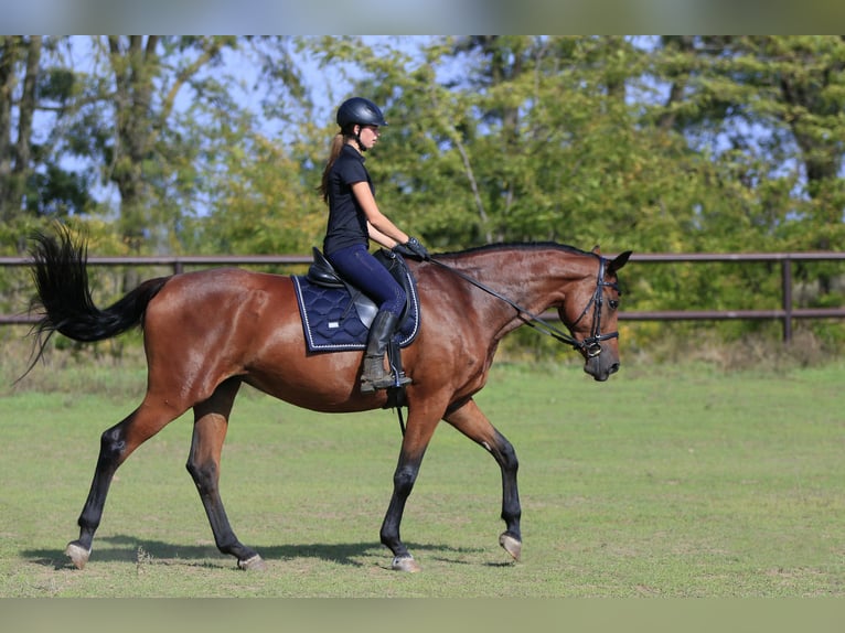 Koń ukraiński Mix Klacz 7 lat 175 cm Jasnogniada in Britovka