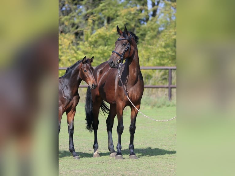 Koń ukraiński Klacz 7 lat in Stud