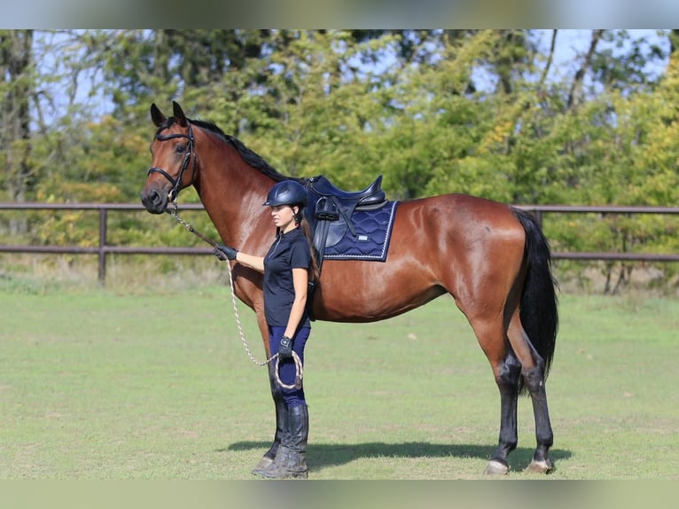 Koń ukraiński Klacz 8 lat in Stud