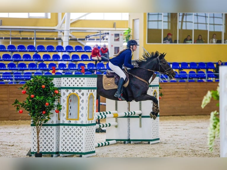 Koń ukraiński Klacz 9 lat 162 cm Ciemnogniada in Kursk