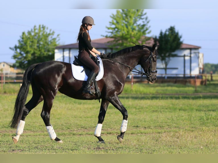 Koń ukraiński Mix Klacz 9 lat 177 cm Kara in Britovka