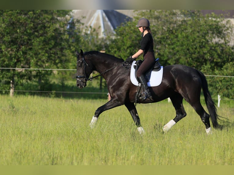 Koń ukraiński Mix Klacz 9 lat 177 cm Kara in Britovka