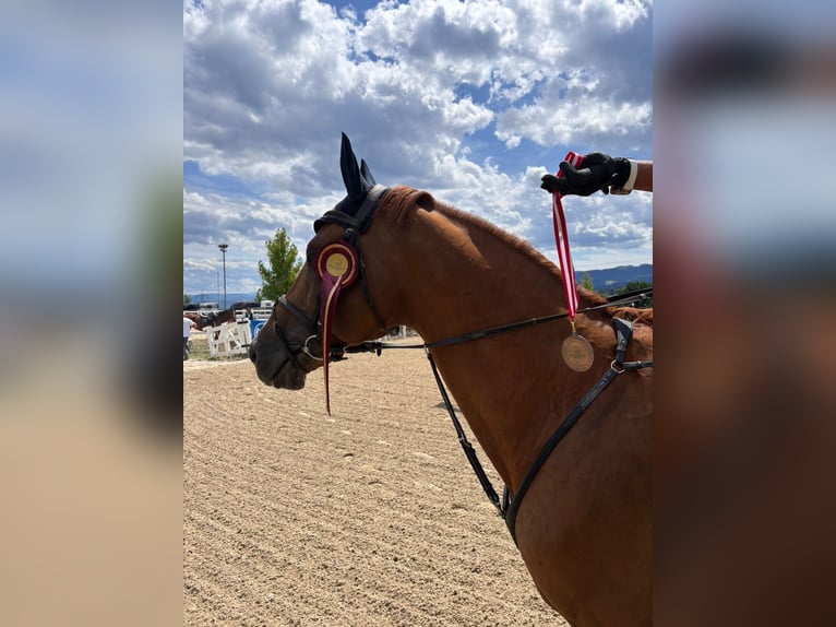 Koń ukraiński Ogier 9 lat 165 cm Kasztanowata in Weigelsdorf