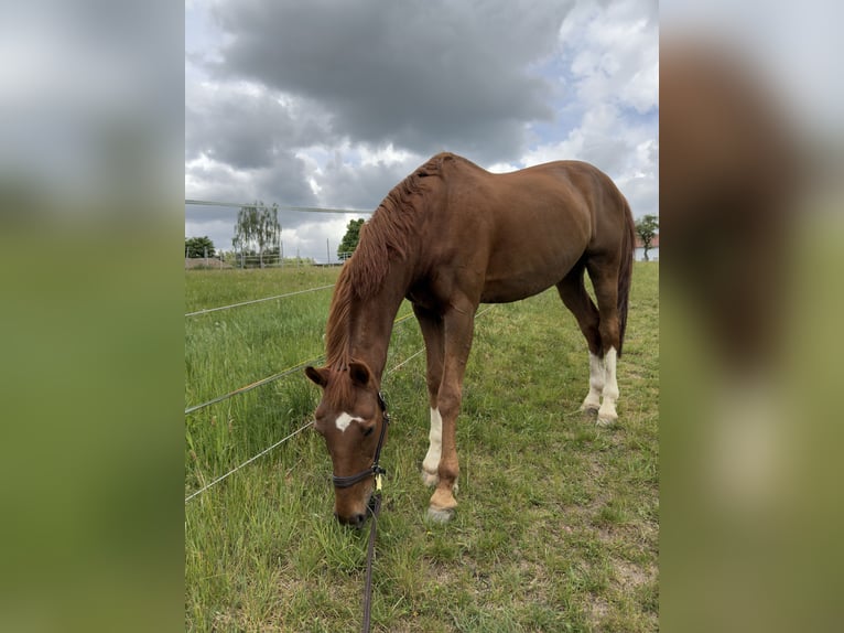 Koń ukraiński Wałach 14 lat 165 cm Kasztanowata in Bernhardswald