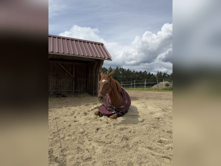 Koń ukraiński Wałach 14 lat 165 cm Kasztanowata in Bernhardswald