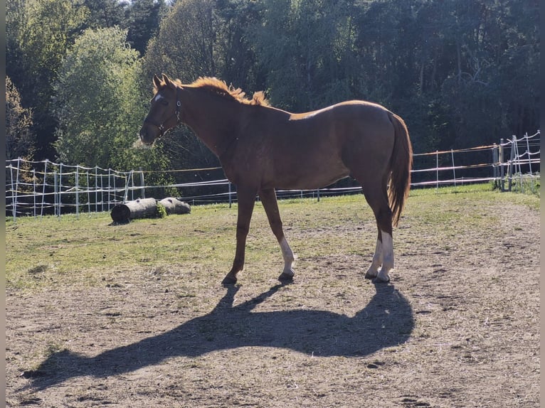 Koń ukraiński Wałach 14 lat 165 cm Kasztanowata in Bernhardswald
