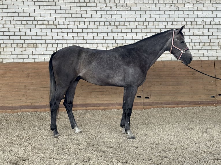 Koń ukraiński Mix Wałach 4 lat 174 cm Siwa in Хащеве