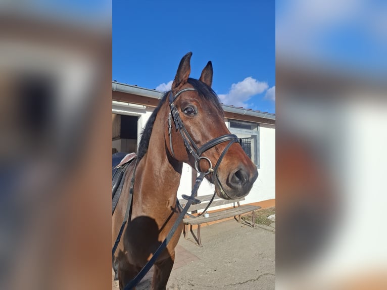 Koń ukraiński Wałach 9 lat 162 cm Gniada in Ingolstadt