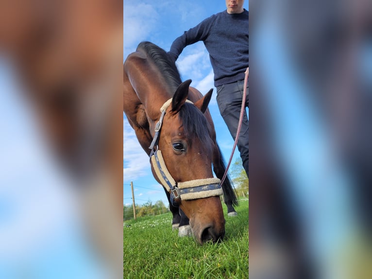 Koń ukraiński Wałach 9 lat 162 cm Gniada in Ingolstadt