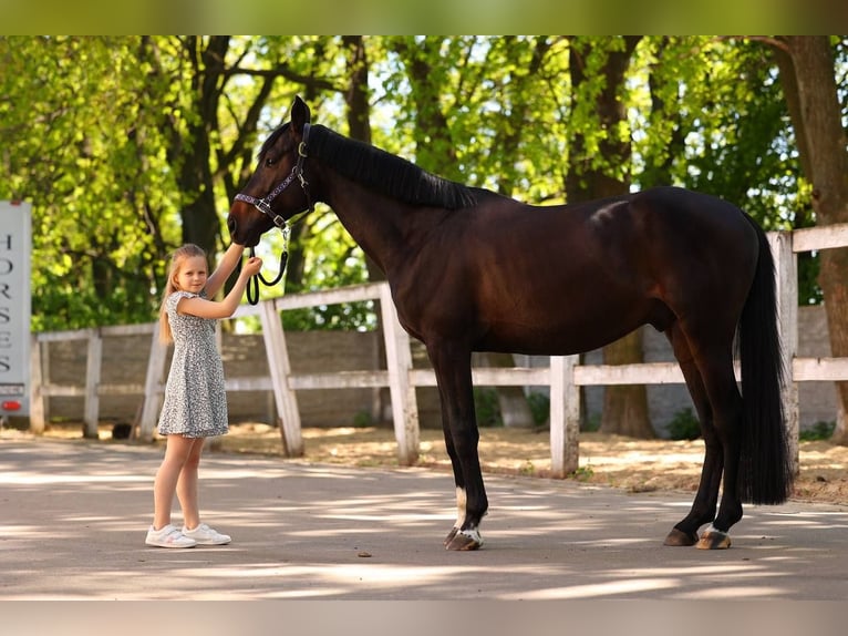 Koń ukraiński Wałach 4 lat 167 cm Gniada in Brovary (Kyiv region)