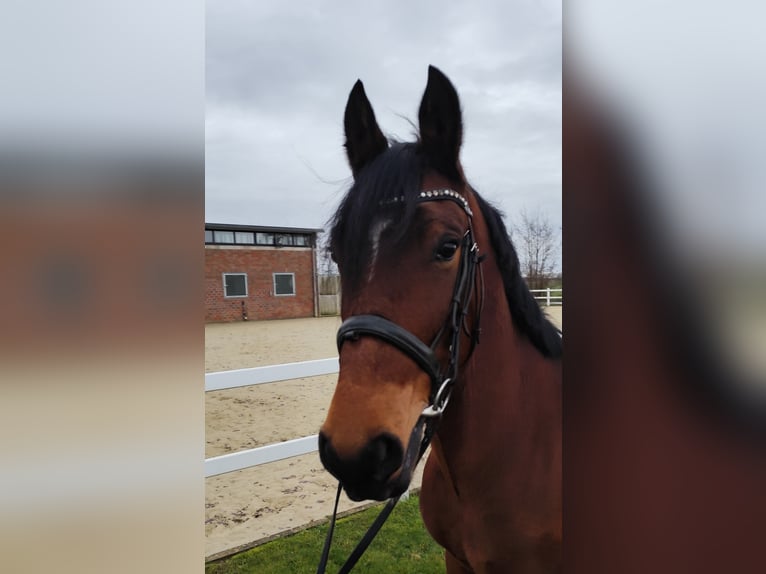 Koń ukraiński Wałach 6 lat 150 cm Gniada in Bad Laer