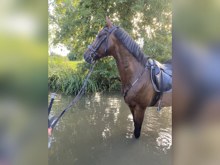 Koń ukraiński Wałach 7 lat 162 cm Gniada in Feuchtwangen