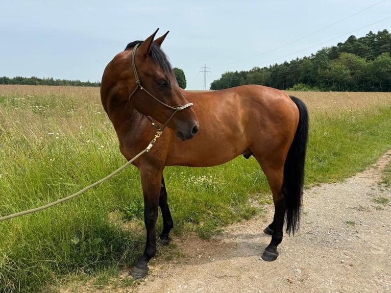 Koń ukraiński Wałach 7 lat 162 cm Gniada in Feuchtwangen