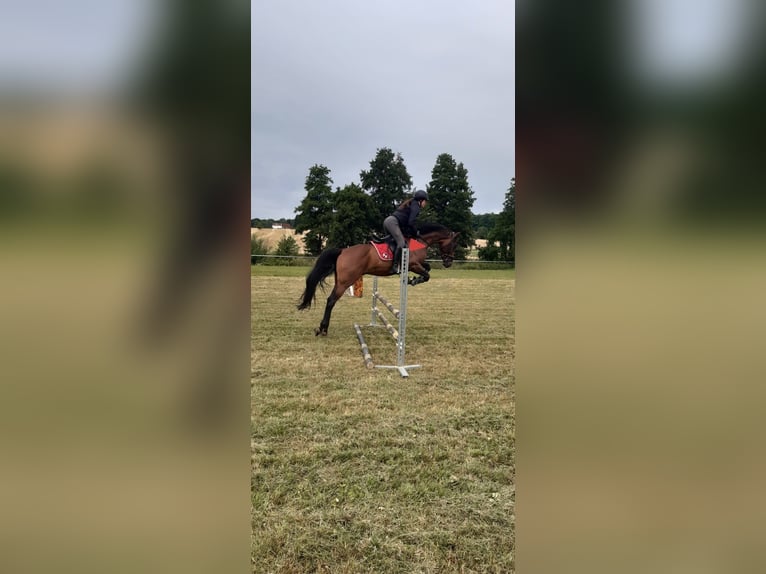 Koń ukraiński Wałach 7 lat 162 cm Gniada in Feuchtwangen