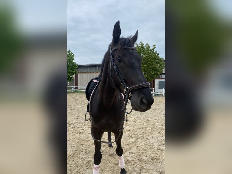 Koń ukraiński Wałach 7 lat 170 cm Skarogniada in Waldbrunn