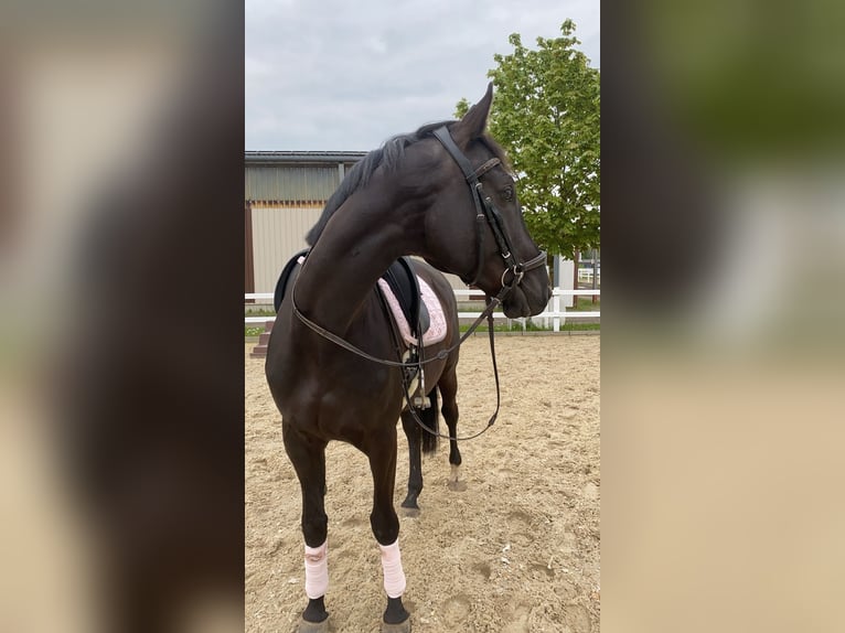 Koń ukraiński Wałach 7 lat 170 cm Skarogniada in Waldbrunn