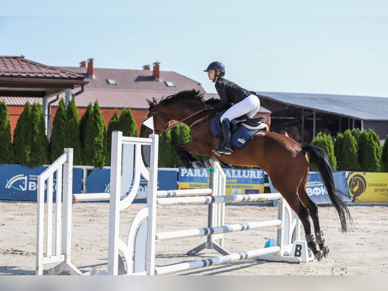 Koń ukraiński Wałach 8 lat 167 cm Ciemnokasztanowata in Ovelgönne