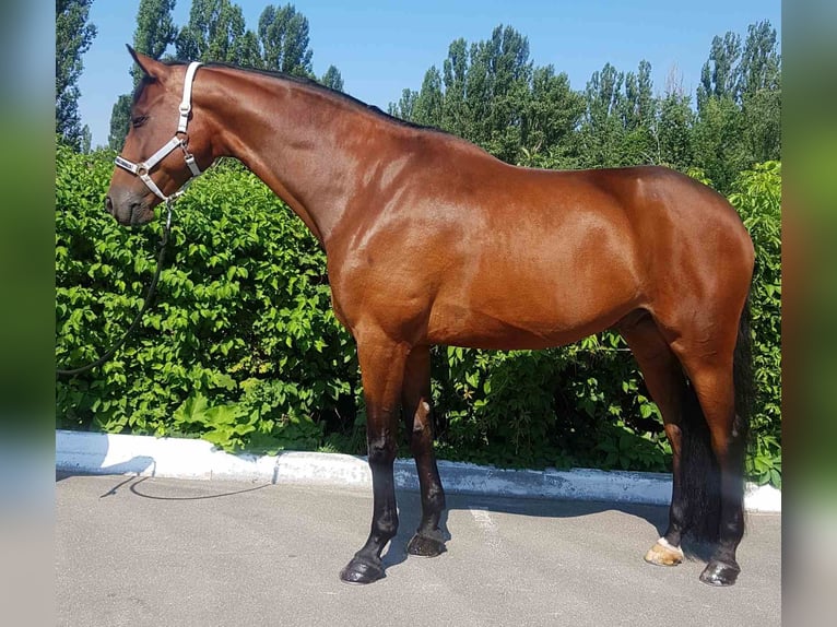 Koń ukraiński Wałach 8 lat 176 cm Gniada in Kaiserslautern