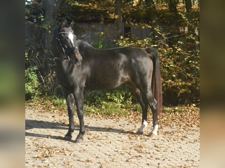 Koń westfalski Klacz 10 lat 139 cm Ciemnogniada in Würzburg