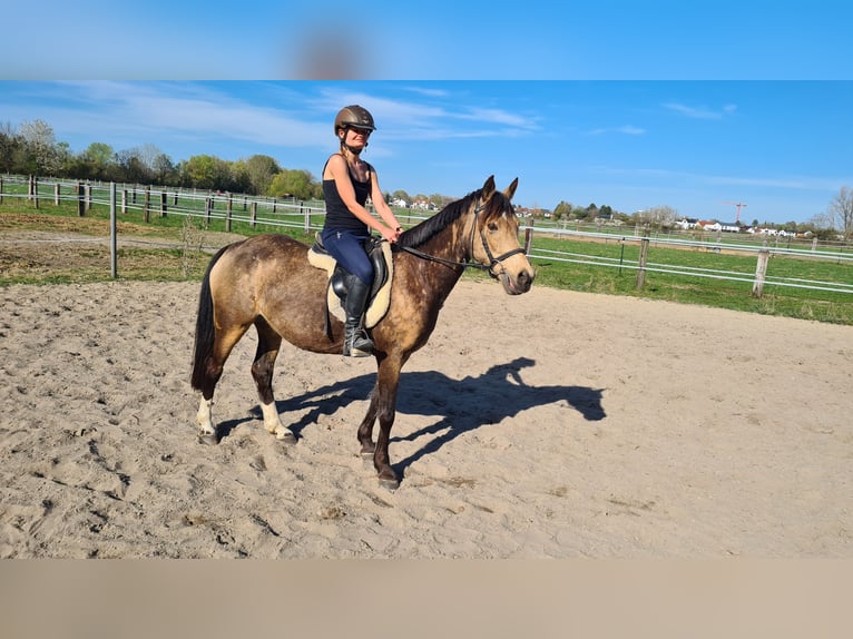 Koń westfalski Klacz 10 lat 145 cm Bułana in Neuburg an der Donau
