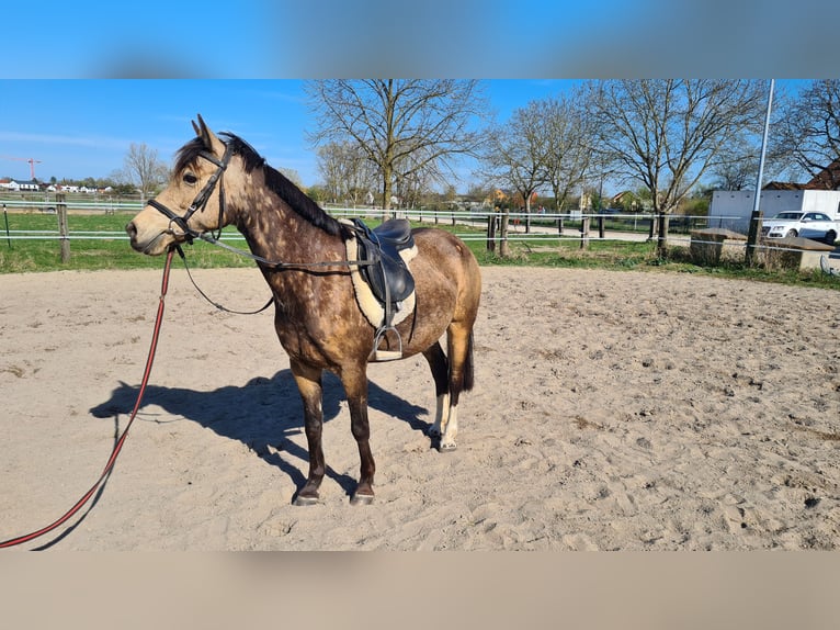 Koń westfalski Klacz 10 lat 145 cm Bułana in Neuburg an der Donau
