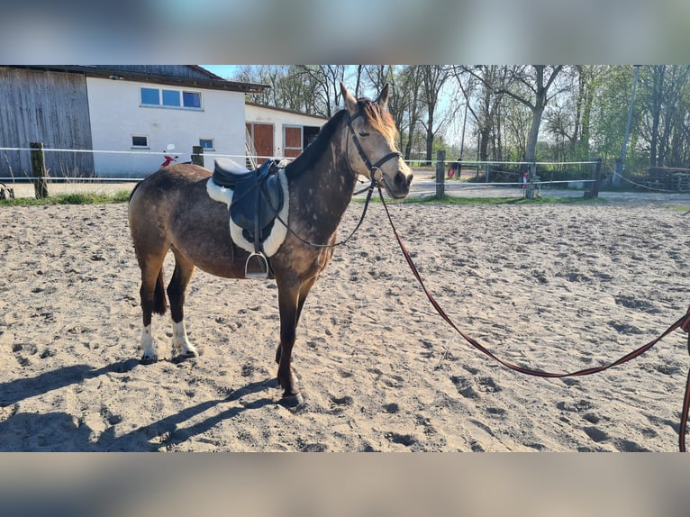 Koń westfalski Klacz 10 lat 145 cm Bułana in Neuburg an der Donau