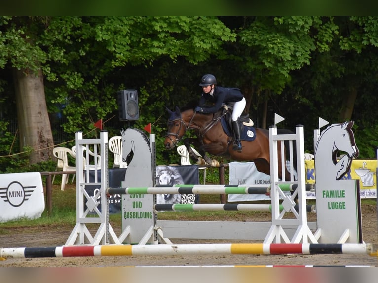 Koń westfalski Klacz 10 lat 156 cm Ciemnogniada in M&#xFC;lheim an der Ruhr