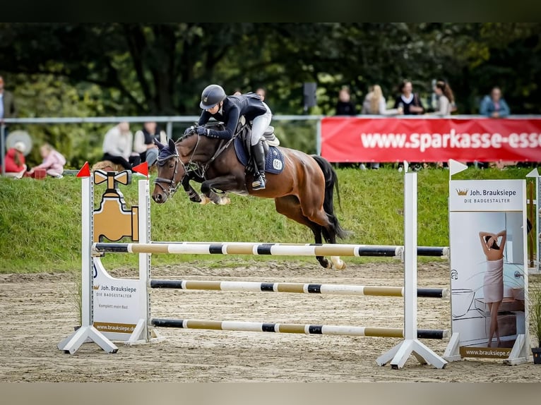 Koń westfalski Klacz 10 lat 156 cm Ciemnogniada in M&#xFC;lheim an der Ruhr