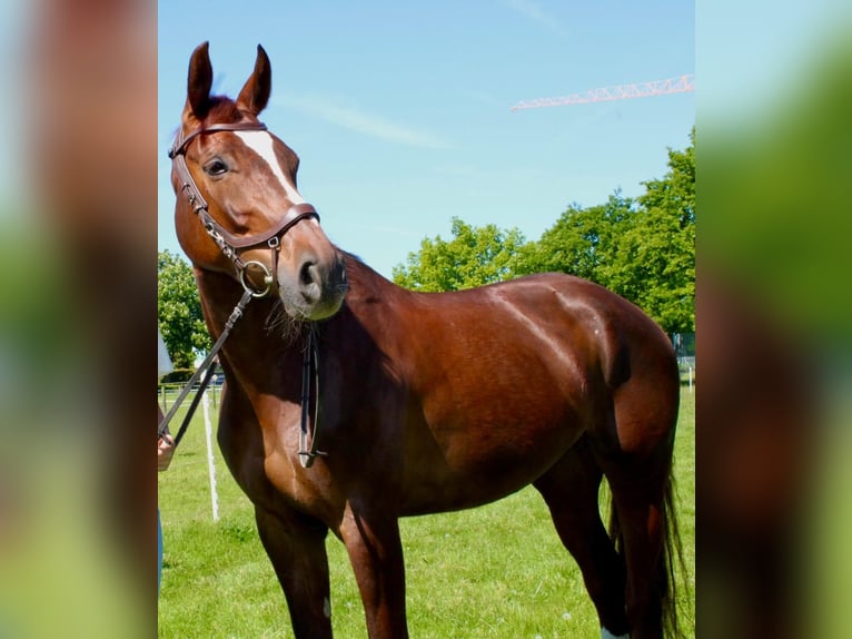 Koń westfalski Klacz 10 lat 163 cm Ciemnokasztanowata in Ascheberg